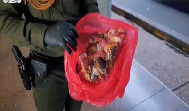 Hombre capturado por transportar en bolsas 12 peces payaso y una anémona