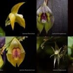 Orquídeas con nombre de mujer en Los Farallones de Cali