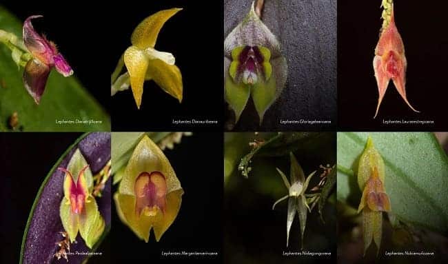 Orquídeas con nombre de mujer en Los Farallones de Cali