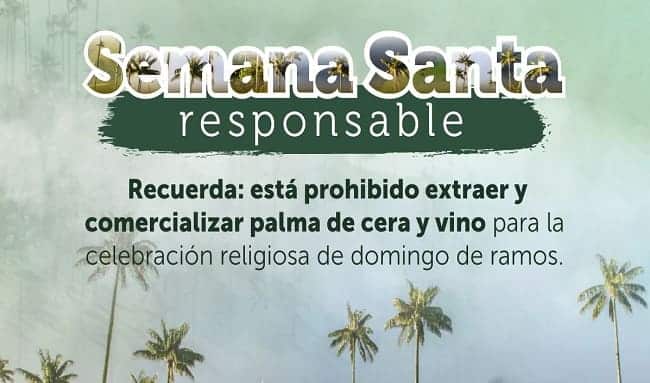 Distrito hace un llamado para proteger las palmas silvestres en Semana Santa 2024