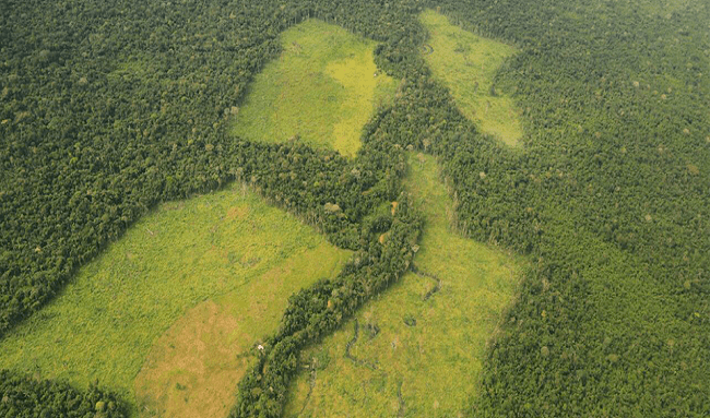 Denuncian ecocidio en Mapiripán: Más de 16 hectáreas de bosque fueron deforestadas