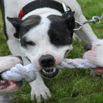 Alerta en Suba: Perros peligrosos sin control