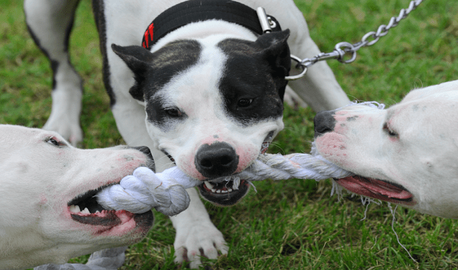 Alerta en Suba: Perros peligrosos sin control
