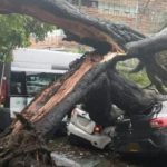 Árbol cae sobre 7 vehículos en Suba