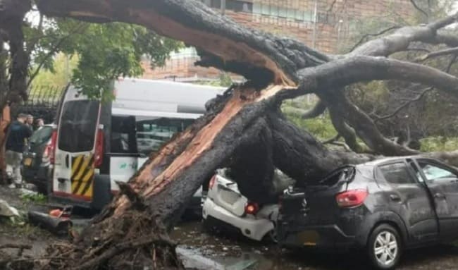 Árbol se desploma sobre vía pública en Suba