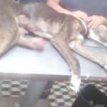 Preocupación en parques de Suba, mascotas sufren lesiones