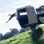 Bogotá celebra el Día de la Biodiversidad con la liberación de aves y un marsupial en el humedal Guaymaral