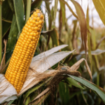Campesinos en alerta: Piden al Gobierno medidas urgentes para salvar la producción de maíz y soya