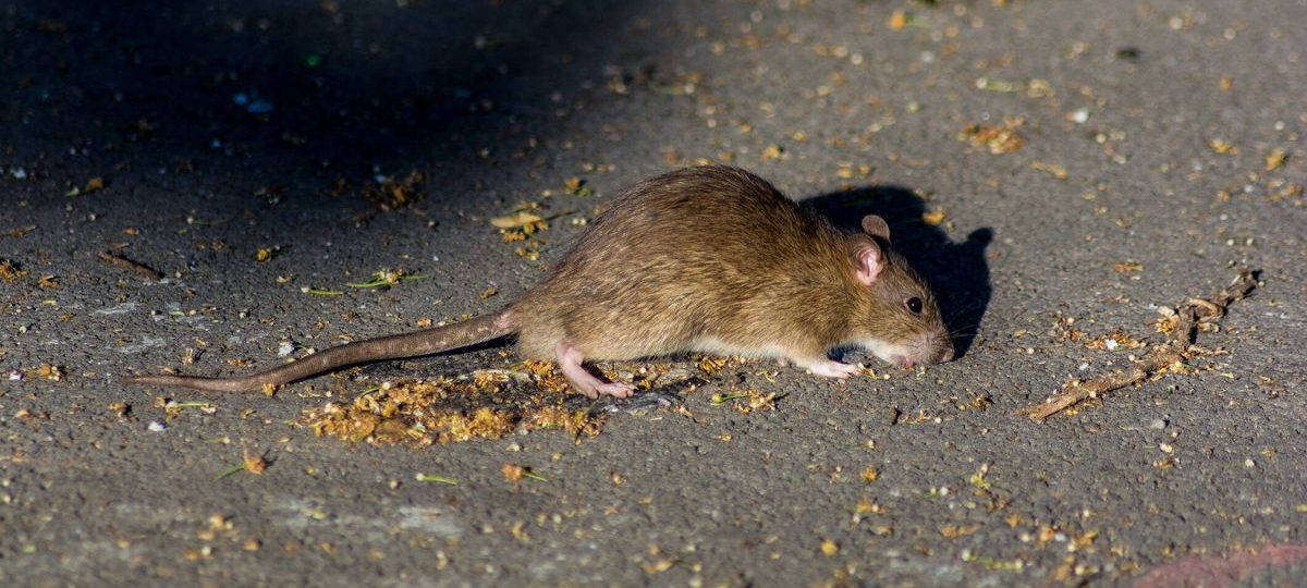 ¡Alerta sanitaria en Suba! Vecinos de Tibabuyes exigen acción inmediata contra la plaga de ratas