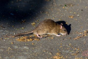 ¡Alerta sanitaria en Suba! Vecinos de Tibabuyes exigen acción inmediata contra la plaga de ratas