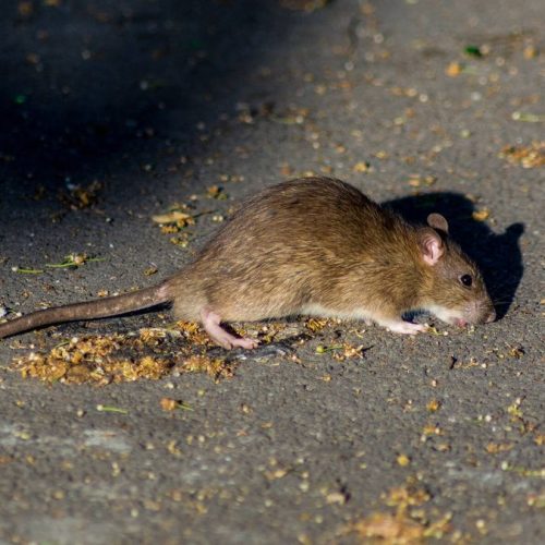 ¡Alerta sanitaria en Suba! Vecinos de Tibabuyes exigen acción inmediata contra la plaga de ratas