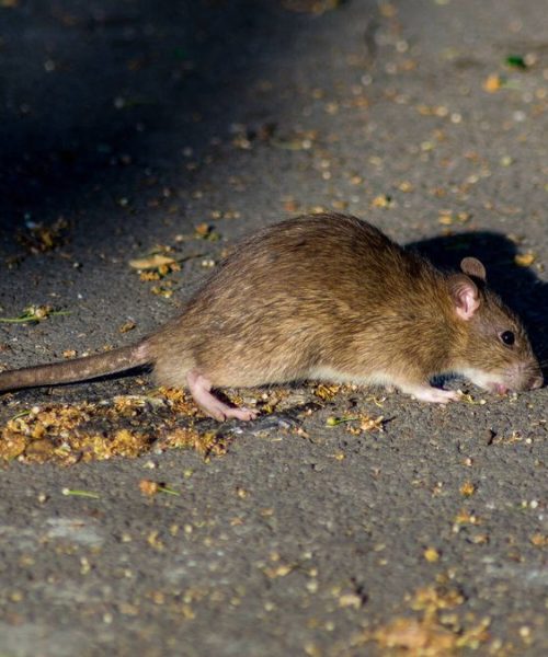 ¡Alerta sanitaria en Suba! Vecinos de Tibabuyes exigen acción inmediata contra la plaga de ratas