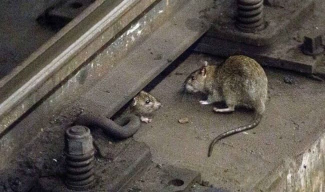 ¡Plaga inesperada! Ratones inundan calles de Caminos de Esperanza y Fontanar