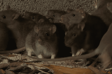 Alarma sanitaria en Suba: comunidad denuncia presencia masiva de roedores en parque de La Gaitana
