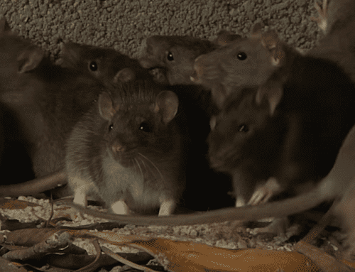 Alarma sanitaria en Suba: comunidad denuncia presencia masiva de roedores en parque de La Gaitana