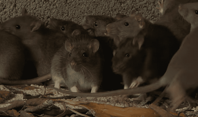 ¡Vecinos en peligro! Ratas gigantes siembran el terror en Bilbao y Berlín