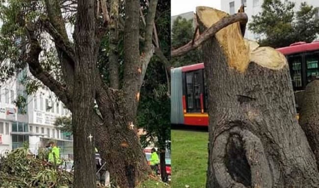 Alerta en Mazurén: Denuncian tala masiva de árboles sin respuesta de la alcaldía