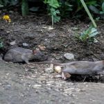 Grave infestación de ratas en Suba