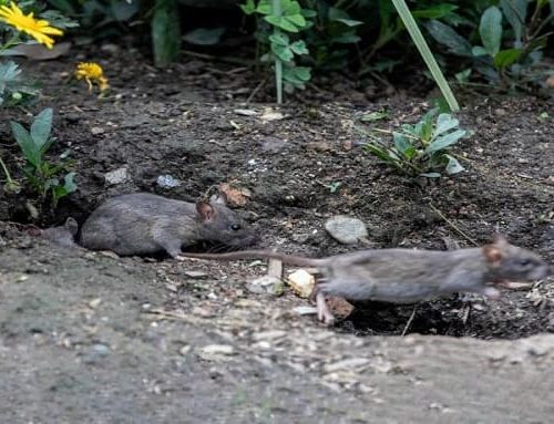 Grave infestación de ratas en Suba