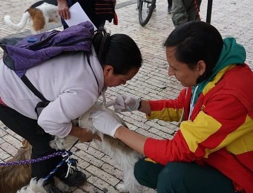 Vacune y desparasite a su gato y perro gratis en Suba