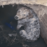 Bomberos de Bogotá rescatan a perrito que cayó a una alcantarilla en Suba