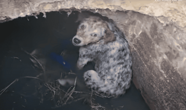 Bomberos de Bogotá rescatan a perrito que cayó a una alcantarilla en Suba