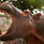 Corpoboyacá y la comunidad monitorean núcleo de Hipopótamos en Puerto Boyacá