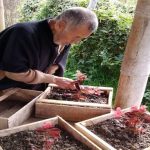 Huertos terapéuticos mejoran la calidad de vida en el Centro Bienestar del Anciano San Pedro Claver