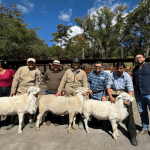 Gobernación de Boyacá entregó ovinos a la Asociación de Productores de Panqueba