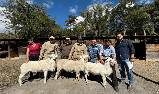 Gobernación de Boyacá entregó ovinos a la Asociación de Productores de Panqueba