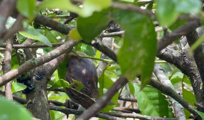 CAR advierte incremento de caracol africano por llegada de lluvias y enseña cómo deshacerse de esta peligrosa especie invasora
