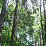 Gobierno lanza nueva herramienta virtual para monitorear la deforestación en Colombia