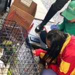 78 animales que eran comercializados en la Plaza del Restrepo fueron rescatados