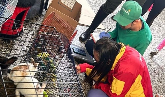 78 animales que eran comercializados en la Plaza del Restrepo fueron rescatados