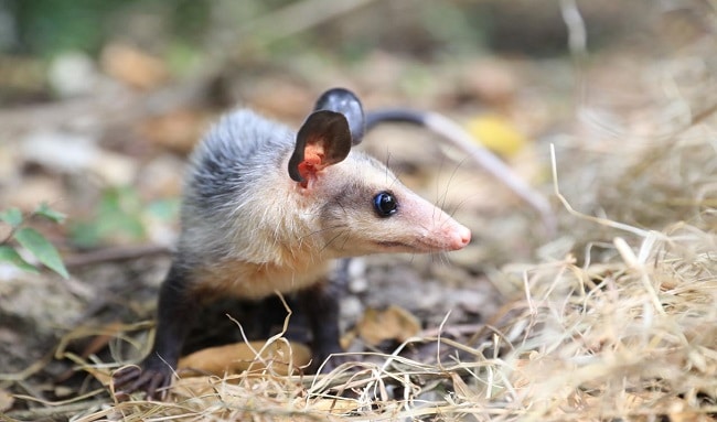 CAR libera más de 40 animales en su hábitat natural como parte de su compromiso con la conservación