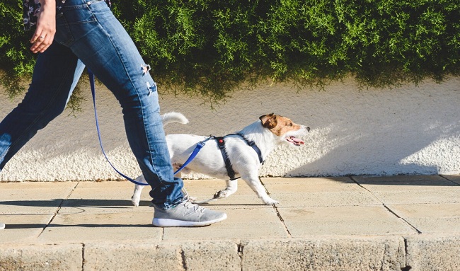 Pasear a las mascotas en La Alhambra, Suba, se convierte en una actividad de alto riesgo