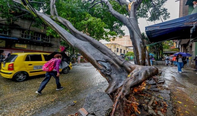 Preocupación en Suba por árbol a punto de caer: viviendas y transeúntes en peligro