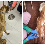 Dos caninos en lamentables condiciones de salud fueron rescatados en Bogotá