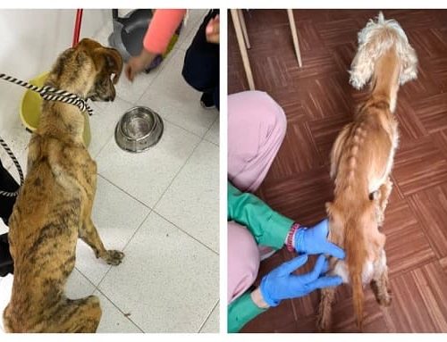 Dos caninos en lamentables condiciones de salud fueron rescatados en Bogotá