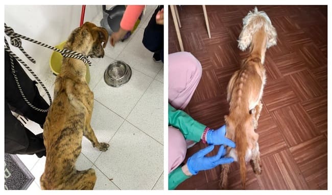 Dos caninos en lamentables condiciones de salud fueron rescatados en Bogotá