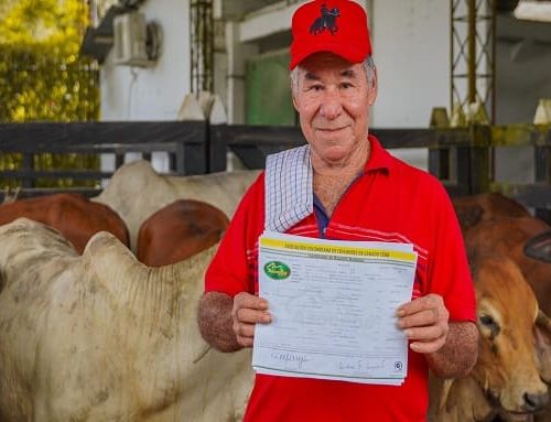 Gobernación de Cundinamarca impulsa la producción ganadera con entrega de ejemplares bovinos 