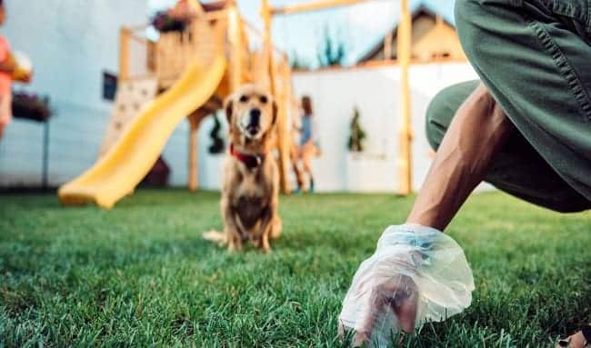 Parques de Suba afectados por la falta de conciencia sobre los excrementos de perros