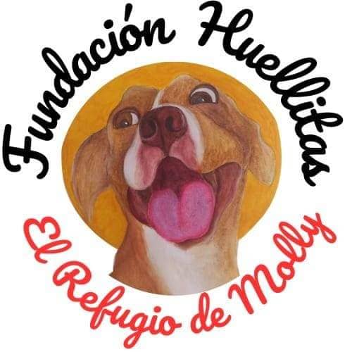 Fundación el refugio de Molly lucha por sobrevivir con apoyo comunitario