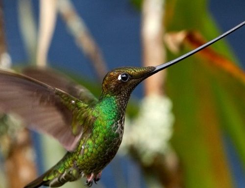 Cundinamarca: Innovación Ambiental que Inspira en la COP-16 