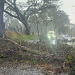 Suba: Caída de árboles genera caos vehicular y afecta a residentes