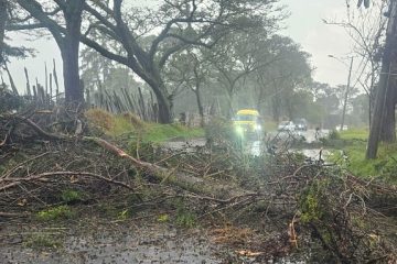 Suba: Caída de árboles genera caos vehicular y afecta a residentes