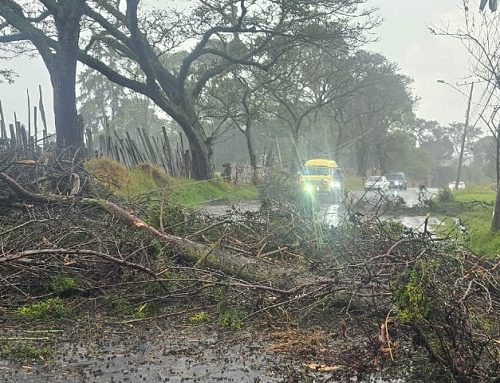 Suba: Caída de árboles genera caos vehicular y afecta a residentes