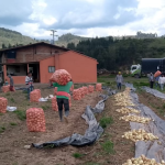 Gobierno departamental apoya a los productores de cebolla frente a las pérdidas que vienen registrando