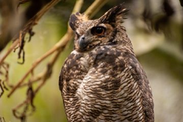 ABC de la COP16: Todo lo que necesita saber