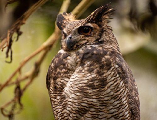 ABC de la COP16: Todo lo que necesita saber